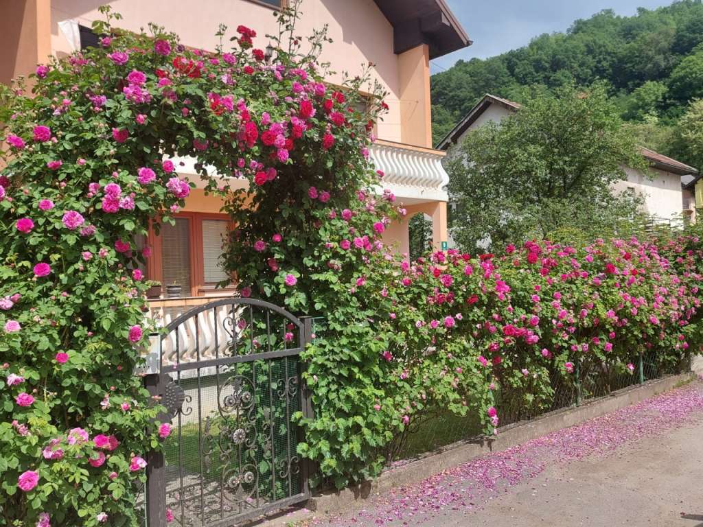 cijelim sokakom širi se miris nihadovih ruža: posebno đulbešećerka, dio tradicije bosanskih bašti