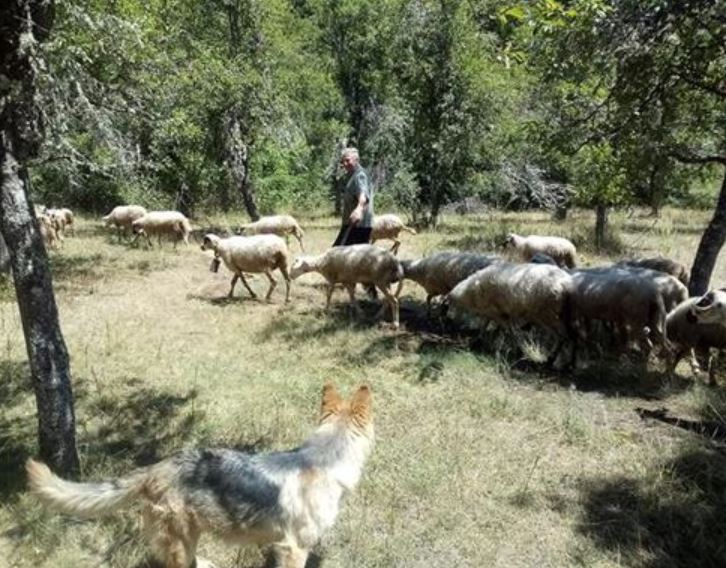 u napadu vukova ostao bez 64 ovce: tokom noći počeo je krvavi pir, nisam uspio da ih sačuvam