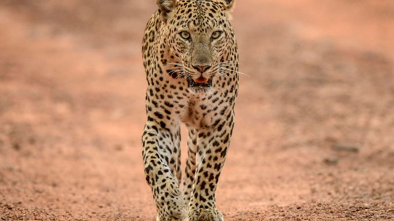 što znači sanjati leoparda?