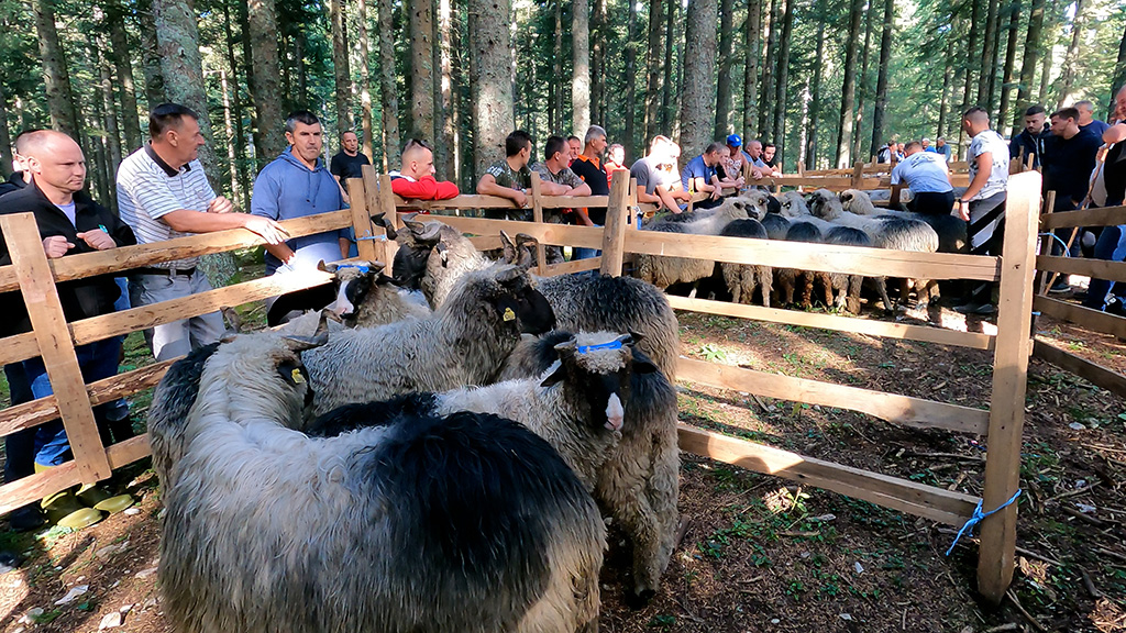 Zašto se u Srednjobosanskom kantonu povećava broj krava, a smanjuje broj ovaca? – blic.ba zašto raste broj krava, a smanjuje broj ovaca u srednjobosanskom kantonu? – blic.ba