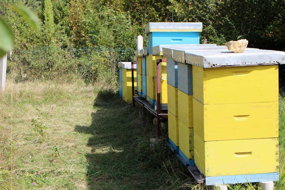 med se ne jede i nije čarobni napitak: bh. pčelar razbio mitove o pčelinjim proizvodima