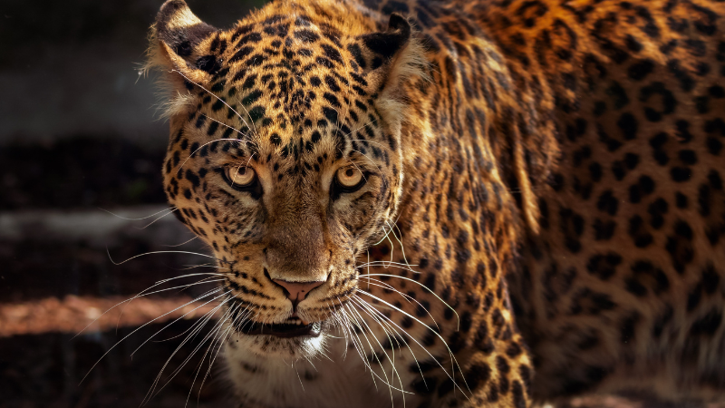 što znači sanjati leoparda?