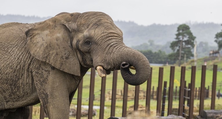 uginula je mali, najusamljenija slonica na svijetu