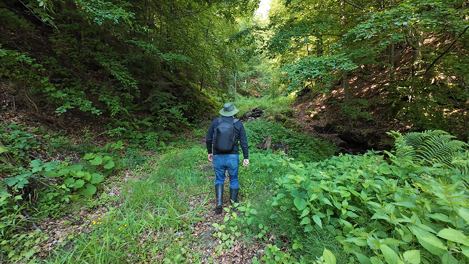 kukmasti kralj borovnice svaki dan ubere 100 kilograma dragocjenog šumskog voća - flash.ba