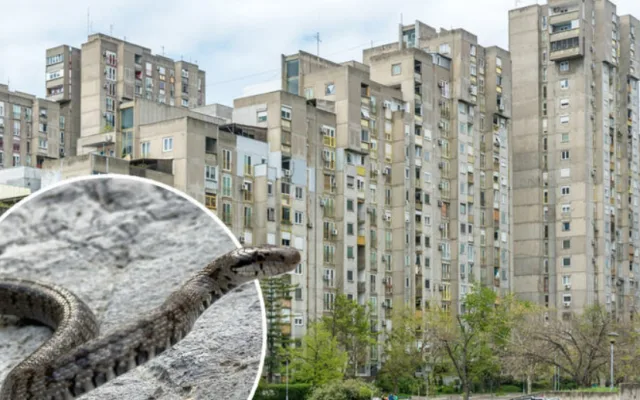 Horor u novom stanu: Iz sna je probudio snažan pritisak, zmija joj se obmotala oko vrata! ‘Čupala sam kosu…’