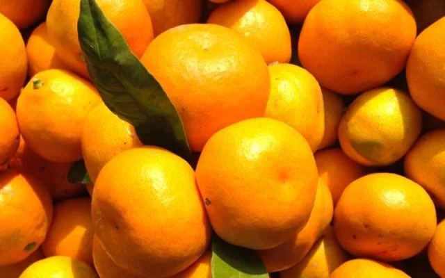 Mandarine u Hrvatskoj oko 3 eura, otkupna cijena 60 centi